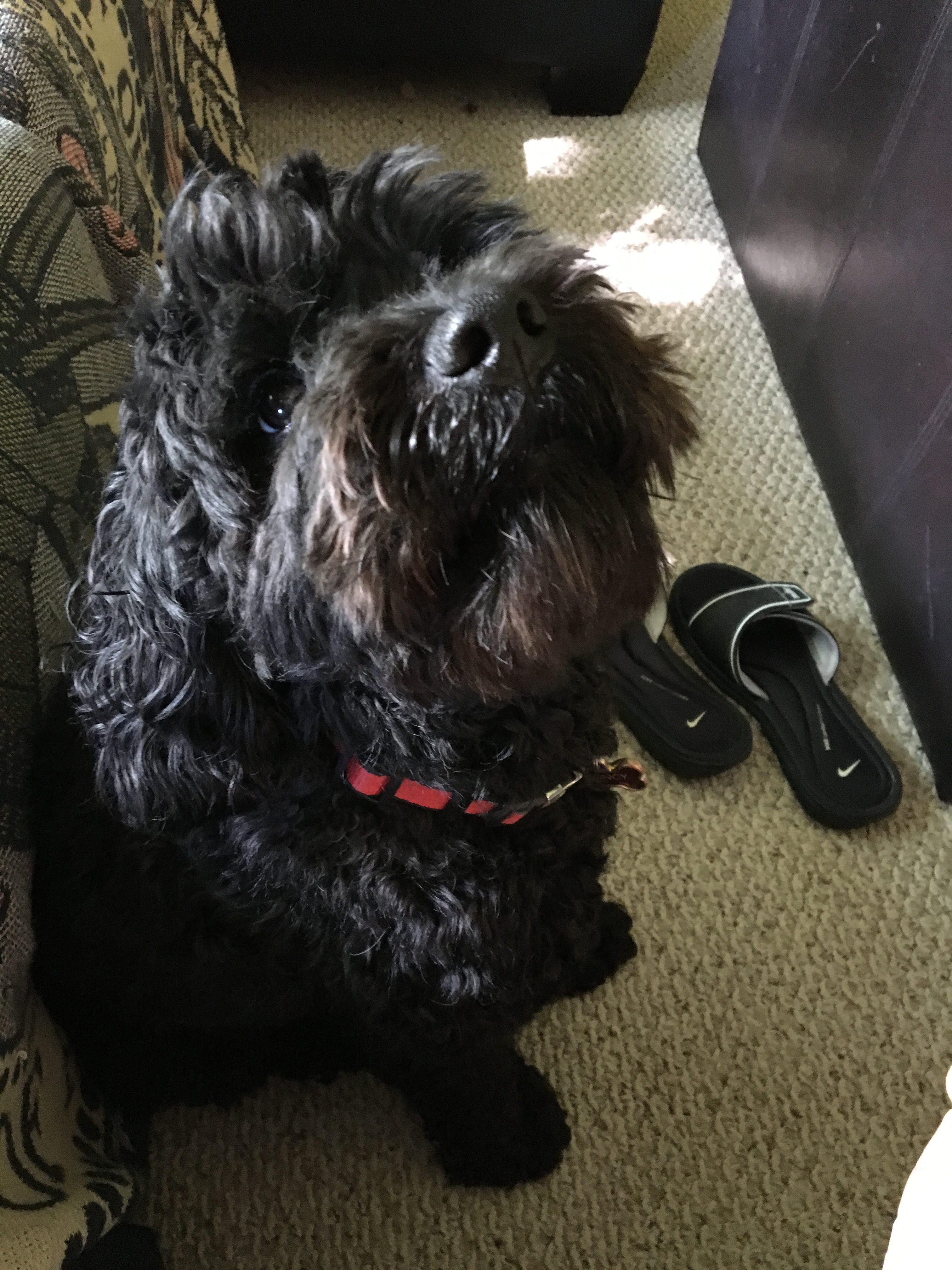 Quincy, the Baby (A Cockapoo)